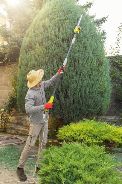 Best Fruit Tree Pruning  in De Soto, IL